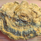 Yellow Ringed Polypore