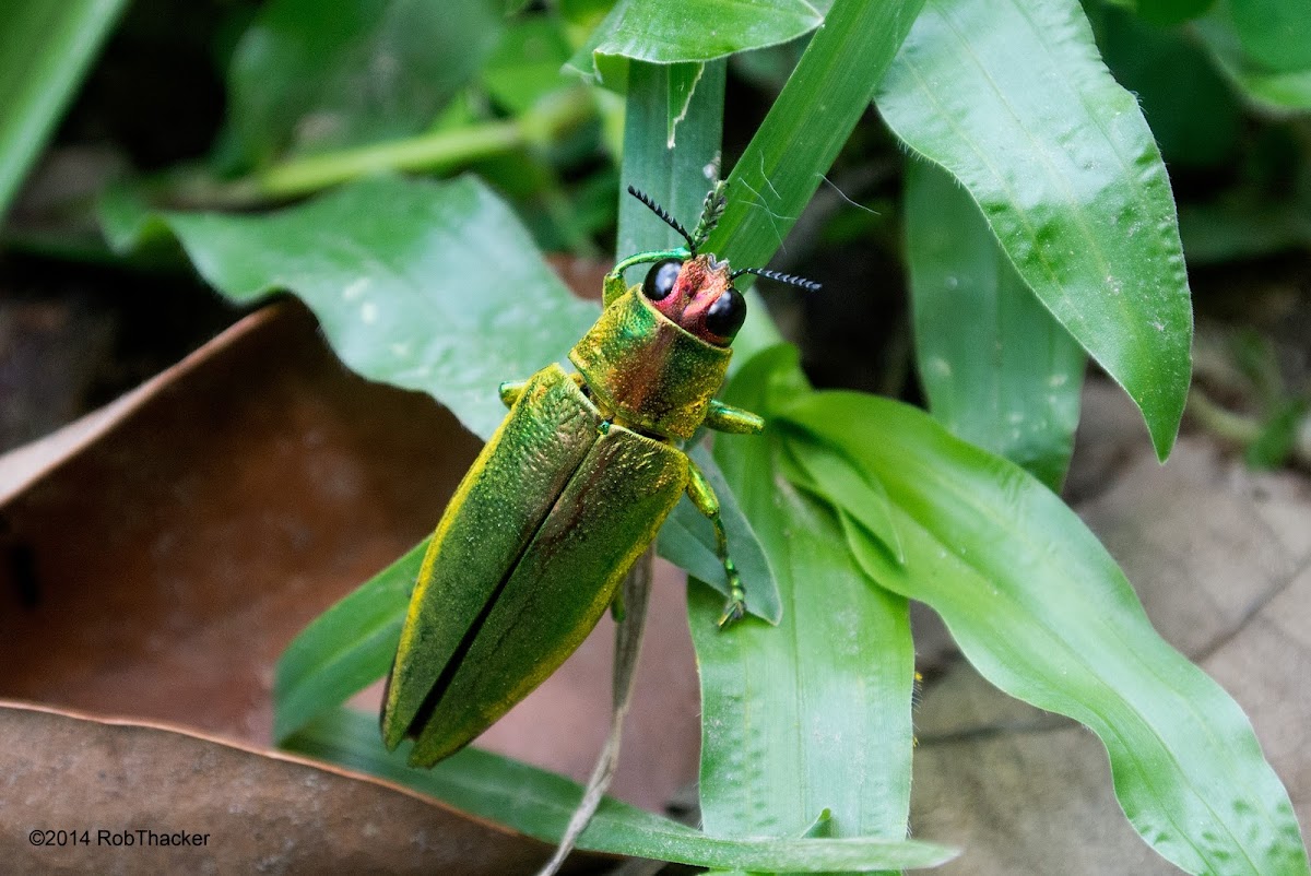 Jewel Beetle