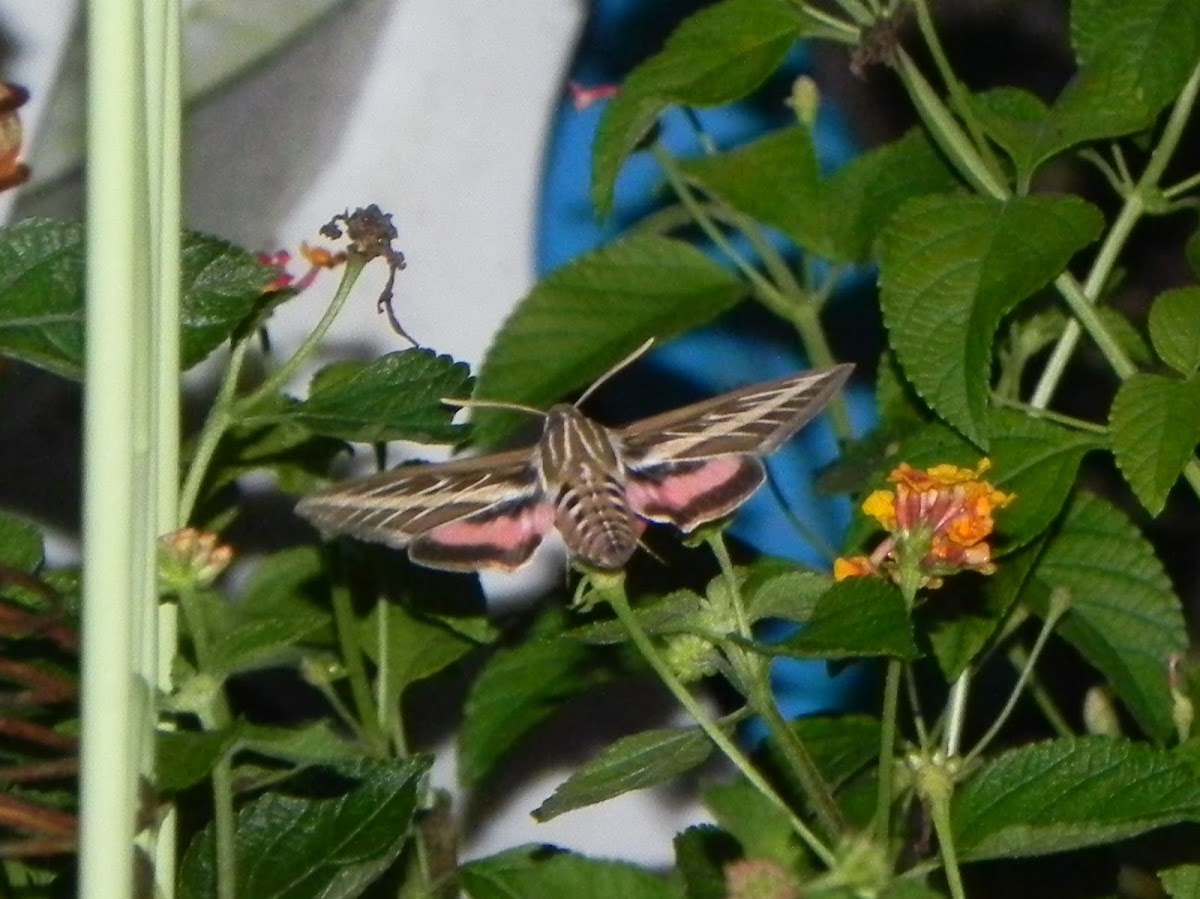 White-lined sphinx moth