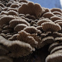 Mushrooms  split gills