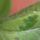 Eggs of Great Eggfly