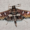 Grape Leaf Folder Moth or Grape Leaf Roller Moth