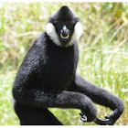 The northern white-cheeked gibbon