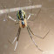 Filmy Dome Spider