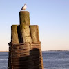 Ring-Billed Gull