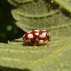 Pulguilla de 8 pontos (Eight spots leaf beetle)