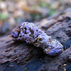Purple Bird-poo (fungus?)