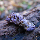 Purple Bird-poo (fungus?)