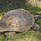 Aldabra Giant Tortoise