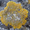 golden shield lichen