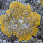 golden shield lichen