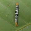 caterpillar