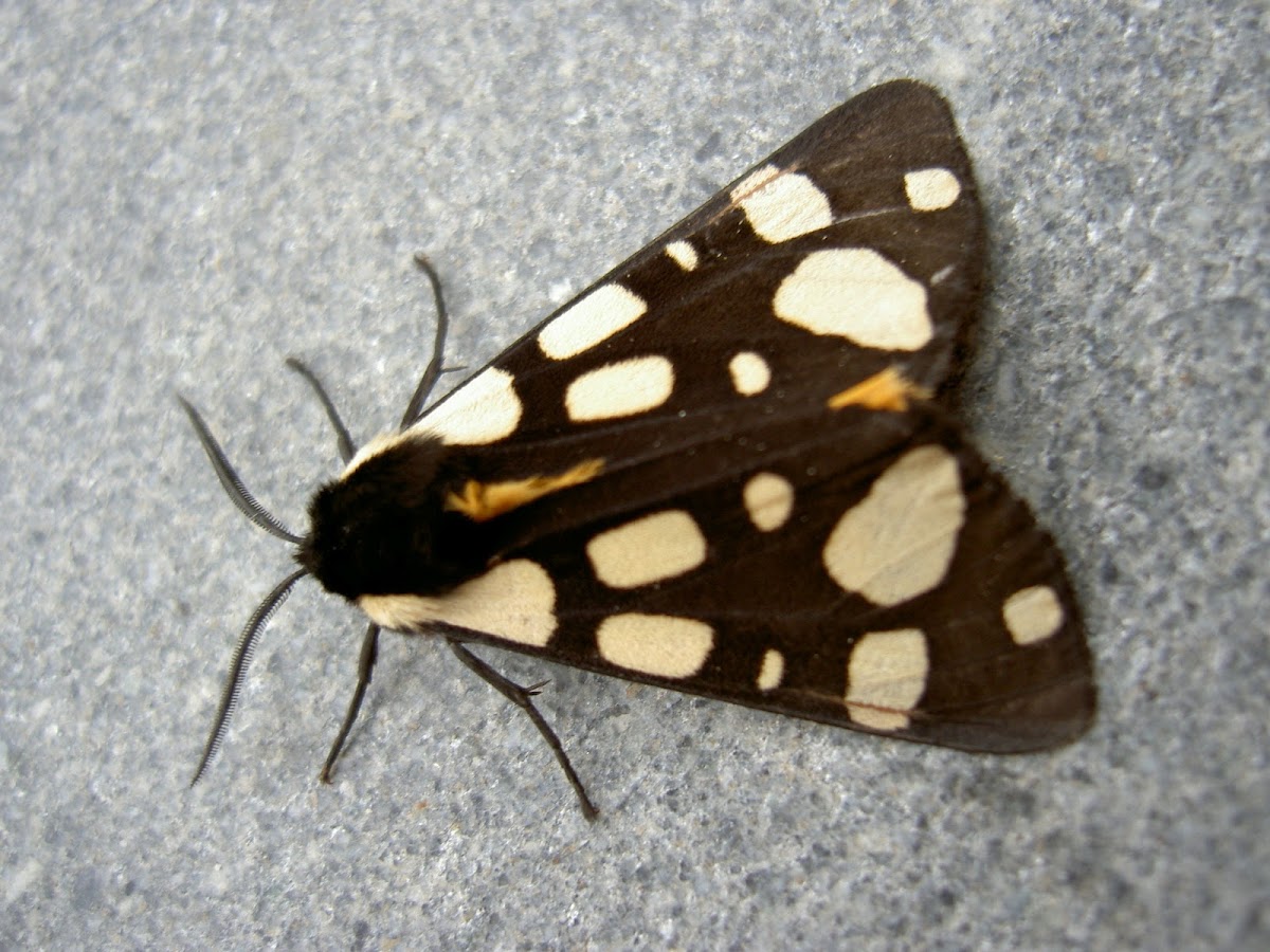 Cream-spotted Tiger