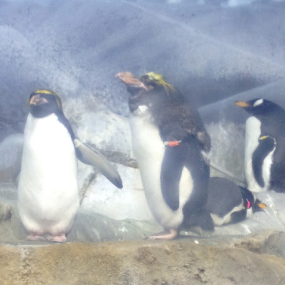 Macaroni and Gentoo penguins