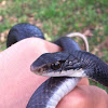 Southern black racer