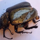 Eastern Hercules Beetle