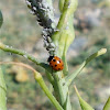 11 spot ladybird