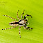 Gray wall Jumping Spider(Male)