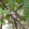 Barred Warbler