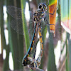 Tau Emerald Dragonflies (mating)