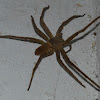 Giant Crab Spider