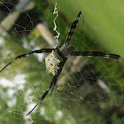 East Asian Signature Spider