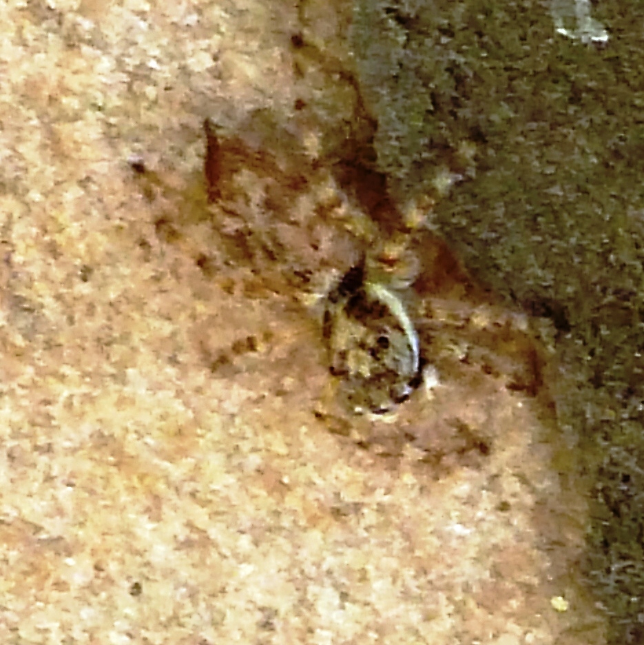 Wall Jumping Spider