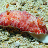 Reticulated Nudibranch