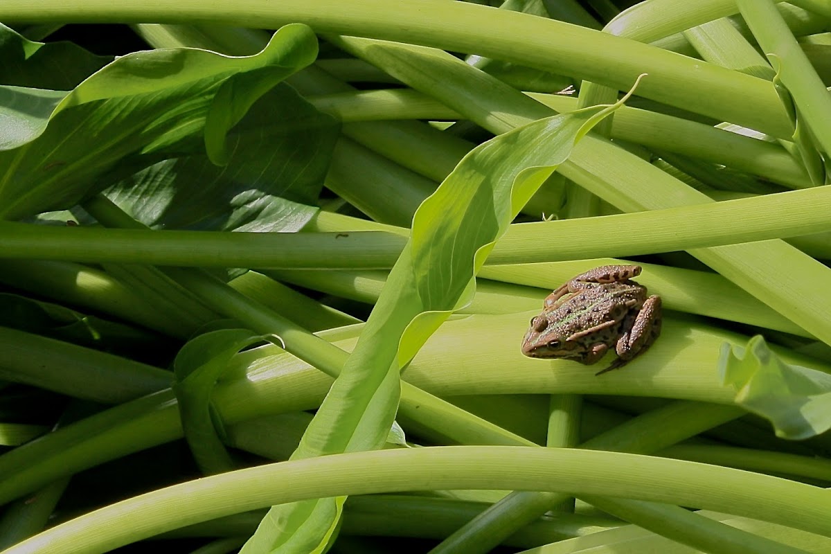 Marsh Frog