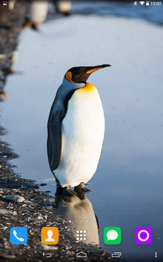 免費下載個人化APP|Penguin Live Wallpaper app開箱文|APP開箱王