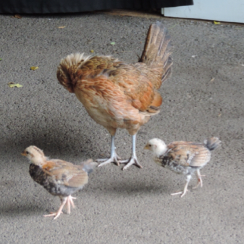 Feral chicken and chicks