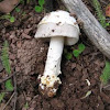 gun metal gray Amanita mushroom