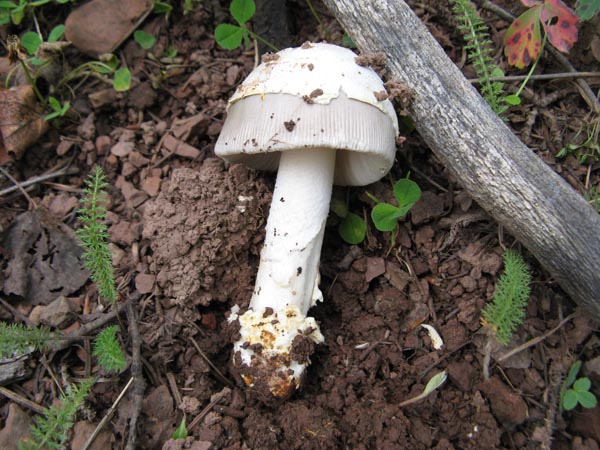 gun metal gray Amanita mushroom