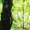 Theobroma Cacao ( Cocoa )