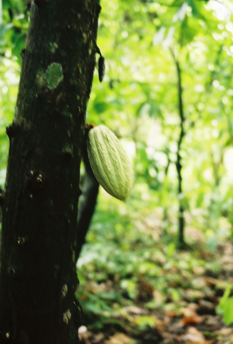 Theobroma Cacao ( Cocoa )