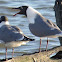 Laughing Gull