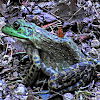 Frog - American Bullfrog