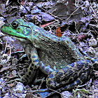 Frog - American Bullfrog