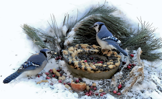 Lunch. by Carolyn Kernan - Animals Birds