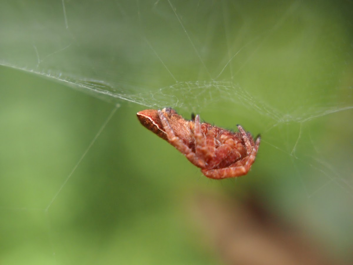 Red tent spider