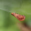 Red tent spider