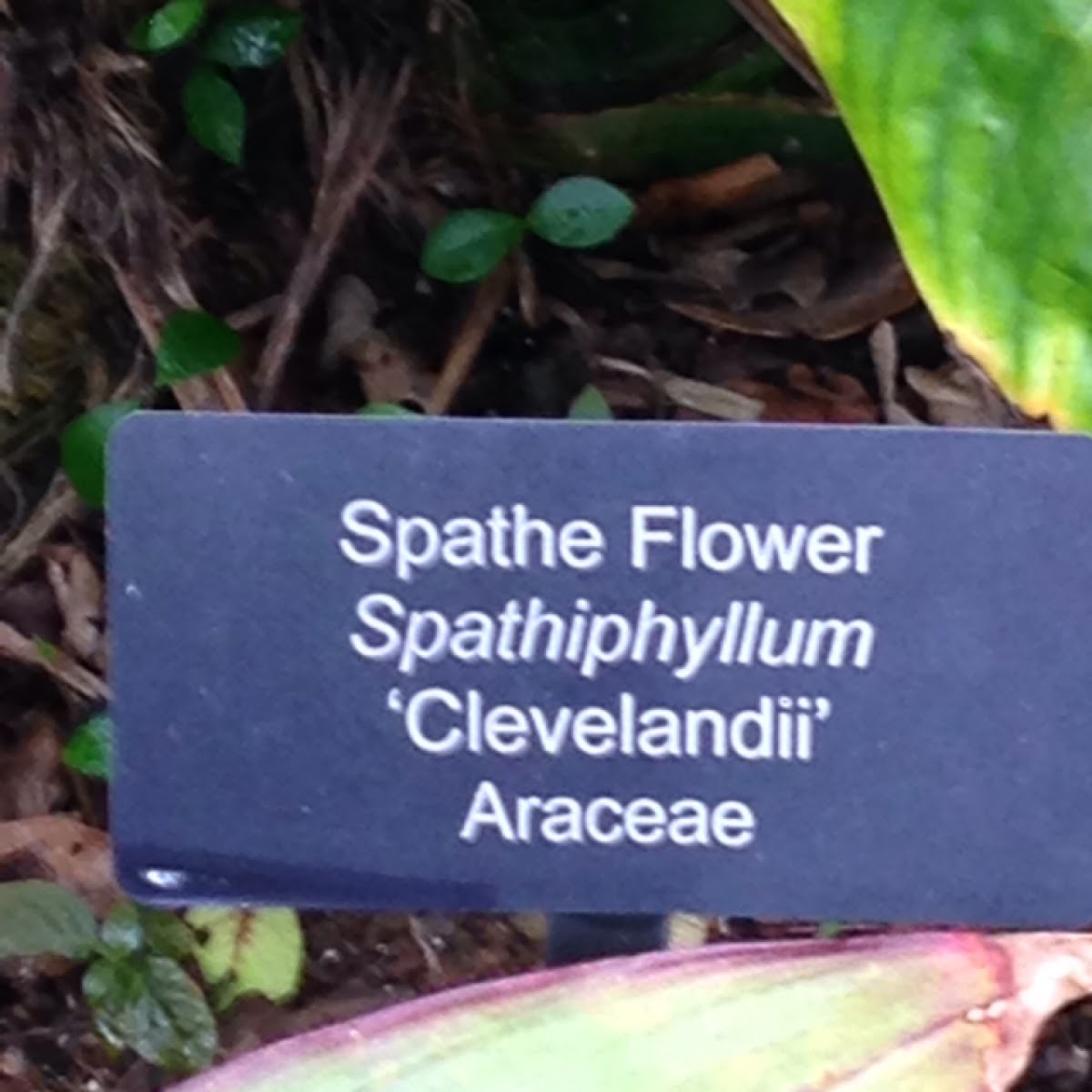 Spathe Flower