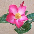 mpala lily, desert rose