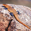 Orange Rock Agama