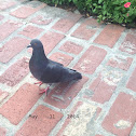 Rock Pigeon/ Dove