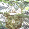 Red-eyed Vireo nest