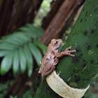 Small-eared Treefrog