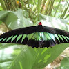 Rajah Brooke's Birdwing