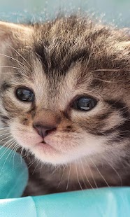 How to install Little Cat Live Wallpaper lastet apk for laptop