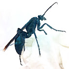 Tarantula hawk wasp